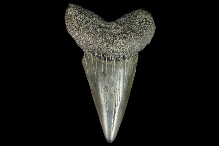 Fossil Mako Shark Tooth - South Carolina #128765